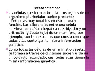 Diferenciación :  las células que forman los distintos tejidos de un organismo pluricelular suelen presentar diferencias muy notables en estructura y función. Las diferencias entre una célula nerviosa, una célula hepática (del hígado) y un eritrocito (glóbulo rojo) de un mamífero, por ejemplo, son tan extremas que cuesta creer que todas ellas contengan la misma información genética.  Como todas las células de un animal o vegetal se forman a través de divisiones sucesivas de un único óvulo fecundado, casi todas ellas tienen la misma información genética. 