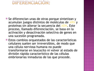 Se diferencian unas de otras porque sintetizan y acumulan juegos distintos de moléculas de  ARN  y proteínas sin alterar la secuencia del  ADN . Este proceso, llamado diferenciación, se basa en la activación y desactivación selectiva de genes en una sucesión programada.  Estos cambios orquestados de las características celulares suelen ser irreversibles, de modo que una célula nerviosa humana no puede transformarse en leucocito ni volver al estado de división rápida característico de las células embrionarias inmaduras de las que procede.  