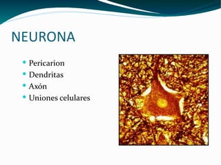 NEURONA <ul><li>Pericarion </li></ul><ul><li>Dendritas </li></ul><ul><li>Axón </li></ul><ul><li>Uniones celulares </li></u...