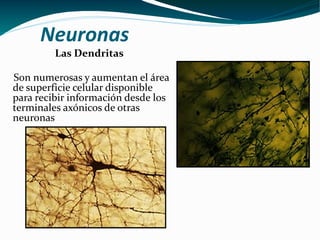 Neuronas <ul><li>  Las Dendritas   </li></ul><ul><li>Son numerosas y aumentan el área de superficie celular disponible par...