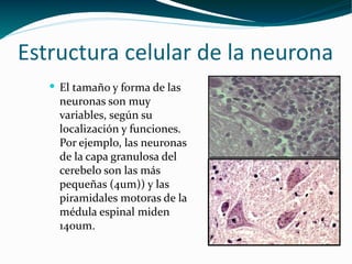Estructura celular de la neurona  <ul><li>El tamaño y forma de las neuronas son muy variables, según su localización y fun...