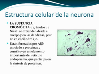 Estructura celular de la neurona  <ul><li>LA SUSTANCIA CROMÓFILA  o gránulos de Nissl ,  se extienden desde el cuerpo y en...