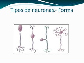 Tipos de neuronas.- Forma 15neutipos 