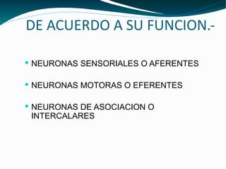 DE ACUERDO A SU FUNCION.- <ul><li>NEURONAS SENSORIALES O AFERENTES </li></ul><ul><li>NEURONAS MOTORAS O EFERENTES </li></u...