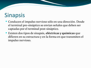 Sinapsis  <ul><li>Conducen el impulso nervioso sólo en una dirección. Desde el terminal pre-sináptico se envían señales qu...
