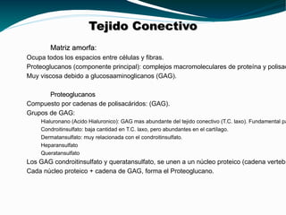 Tejido Conectivo Matriz amorfa: <ul><li>Ocupa todos los espacios entre células y fibras. </li></ul><ul><li>Proteoglucanos ...
