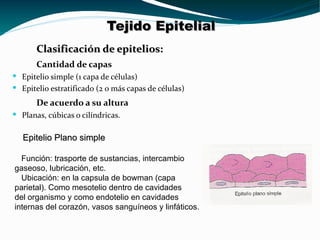 <ul><li>Clasificación de epitelios: </li></ul><ul><li>Cantidad de capas </li></ul><ul><li>Epitelio simple (1 capa de célul...