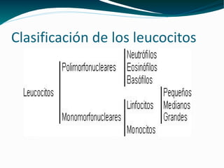 Clasificación de los leucocitos   