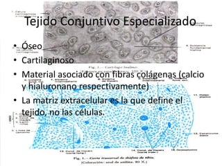 Tejido Conjuntivo EspecializadoÓseoCartilaginosoMaterial asociado con fibras colágenas (calcio y hialuronano respectivamente)La matriz extracelular es la que define el tejido, no las células.