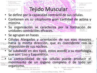 Tejido MuscularSe define por la capacidad contráctil de sus células.Contienen en su citoplasma gran cantidad de actina y miosina.Su organización se caracteriza por la formación de unidades contráctiles eficaces.Se agrupan en hacesCélulas Alargadas y orientación de sus ejes mayores hacia la misma dirección, que es coincidente con la disposición de sus núcleos.Se subdivide en dos tipos, estos acorde a su morfología que son: Liso y Esquelético.La contractilidad de sus células puede producir el movimiento de un órgano completo o de todo un organismo.