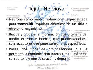 Tejido NerviosoNeurona como anatcomofuncional, especializada para transmitir impulsos eléctricos de un sitio a otro en el organismo.Recibe y procesa la información que proviene del medio externo e interno, que puede asociarse con receptores y órganos sensoriales específicos.Posee dos tipos de prolongaciones que le permiten la comunicación interneuronal así como con epitelio y músculo: axón y dendrita