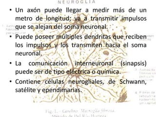 Un axón puede llegar a medir más de un metro de longitud; va a transmitir impulsos que se alejan del soma neuronal.Puede poseer múltiples dendritas que reciben los impulsos y los transmiten hacia el soma neuronal.La comunicación interneuronal (sinapsis) puede ser de tipo eléctrica o química.Contiene células neurogliales, de Schwann, satélite y ependimarias.