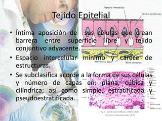 Tejido EpitelialÍntima aposición de  sus células que crean barrera entre superficie libre y tejido conjuntivo adyacente.Espacio intercelular mínimo y carece de estructuras.Se subclasifica acorde a la forma de sus células y número de capas en: plana, cúbica y cilíndrica; así como simple, estratificada y pseudoestratificada.