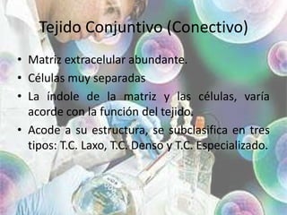 Tejido Conjuntivo (Conectivo)Matriz extracelular abundante.Células muy separadasLa índole de la matriz y las células, varía acorde con la función del tejido.Acode a su estructura, se subclasifica en tres tipos: T.C. Laxo, T.C. Denso y T.C. Especializado.
