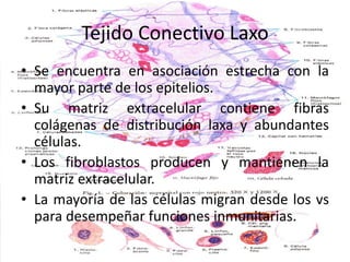 Tejido Conectivo LaxoSe encuentra en asociación estrecha con la mayor parte de los epitelios.Su matriz extracelular contiene fibras colágenas de distribución laxa y abundantes células.Los fibroblastos producen y mantienen la matriz extracelular.La mayoría de las células migran desde los vs para desempeñar funciones inmunitarias.