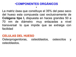 •COMPONENTES ORGÁNICOS
•
La matriz ósea que constituye el 35% del peso seco
del hueso esta compuesta casi exclusivamente de
Colágena tipo I, dispuesta en haces grandes 50 a
70 nm de diámetro muy enlazadas a nivel
transversal lo que impide que se extraiga con
facilidad
CELULAS DEL HUESO
Osteoprogenitoras, osteoblastos, osteocitos y
osteoblastos.
 