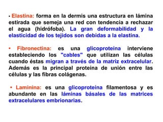 • Elastina: forma en la dermis una estructura en lámina
estirada que semeja una red con tendencia a rechazar
el agua (hidrófoba). La gran deformabilidad y la
elasticidad de los tejidos son debidas a la elastina.
• Fibronectina: es una glicoproteína interviene
estableciendo los "cables" que utilizan las células
cuando éstas migran a través de la matriz extracelular.
Además es la principal proteína de unión entre las
células y las fibras colágenas.
• Laminina: es una glicoproteína filamentosa y es
abundante en las láminas básales de las matrices
extracelulares embrionarias.
 