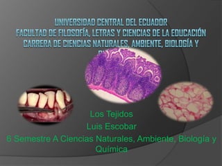 Los Tejidos
Luis Escobar
6 Semestre A Ciencias Naturales, Ambiente, Biología y
Química
 