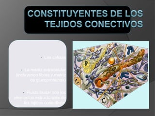 • Las células
• La matriz extracelular
(incluyendo fibras y matriz
de glucoproteínas)
• Fluido tisular son los
elementos estructurales de
los tejidos conectivos.
 