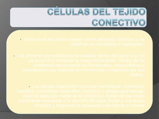 • Varios tipos de células existen dentro del tejido conectivo y se
clasifican en residentes o migratorias.
• Las primeras son relativamente estables dentro del tejido y su rol
es producir y mantener la matriz extracelular. Dentro de las
residentes encontramos los fibroblastos, condroblastos y
osteoblastos que maduran en condrocitos y osteocitos los dos
últimos.
• Las células migratorias como los macrófagos, monocitos,
basófilos, neutrófilos, eosinófilos, linfocitos y células plasmáticas,
viajan al tejido por medio de la circulación. Estas células están
usualmente asociadas a la reacción del tejido frente a una lesión
iniciando y regulando la respuesta inflamatoria e inmune
 