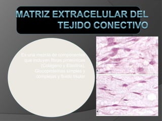 Es una mezcla de componentes
que incluyen fibras proteínicas
(Colágeno y Elastina),
Glucoproteínas simples y
complejas y fluído tisular
 