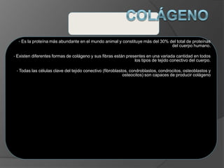 • Es la proteína más abundante en el mundo animal y constituye más del 30% del total de proteínas
del cuerpo humano.
• Existen diferentes formas de colágeno y sus fibras están presentes en una variada cantidad en todos
los tipos de tejido conectivo del cuerpo.
• Todas las células clave del tejido conectivo (fibroblastos, condroblastos, condrocitos, osteoblastos y
osteocitos) son capaces de producir colágeno
 
