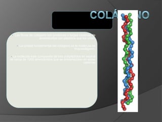 • Las fibras de colágeno son proteínas o largas cadenas de
aminoácidos con péptidos que los unen.
• La unidad fundamental del colágeno es la molécula de
tropocolágeno.
• La molécula está compuesta de tres polipéptidos en espiral
de cerca de 1000 aminoácidos que se entremezclan en estas
cadenas
 