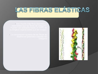 • Son mucho más finas (esbeltas) y
extensibles que las fibras de colágeno.
Pueden ser estiradas hasta un 150% de
su longitud original antes que se rompan.
• La composición química de las fibras de
elastina es parecida a aquella del
colágeno
 
