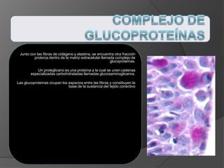 Junto con las fibras de colágeno y elastina, se encuentra otra fracción
proteíca dentro de la matriz extracelular llamada complejo de
glucoproteínas.
Un proteglicano es una proteína a la cual se unen cadenas
especializadas carbohidratadas llamadas glucosaminoglicanos.
Las glucoproteínas ocupan los espacios entre las fibras y constituyen la
base de la sustancia del tejido conectivo
 
