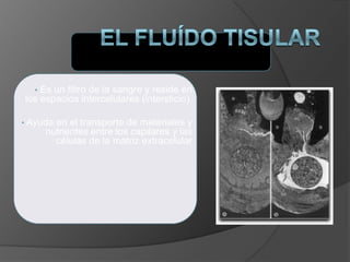 • Es un filtro de la sangre y reside en
los espacios intercelulares (intersticio).
• Ayuda en el transporte de materiales y
nutrientes entre los capilares y las
células de la matriz extracelular
 