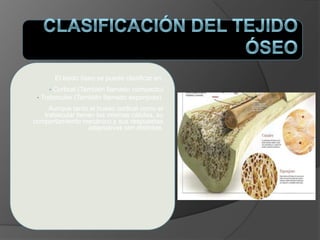 El tejido óseo se puede clasificar en:
• Cortical (También llamado compacto)
• Trabecular (También llamado esponjoso).
Aunque tanto el hueso cortical como el
trabecular tienen las mismas células, su
comportamiento mecánico y sus respuestas
adaptativas son distintas.
 