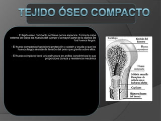 • El tejido óseo compacto contiene pocos espacios. Forma la capa
externa de todos los huesos del cuerpo y la mayor parte de la diáfisis de
los huesos largos.
• El hueso compacto proporciona protección y sostén y ayuda a que los
huesos largos resistan la tensión del peso que gravita sobre ellos.
• El hueso compacto tiene una estructura en anillos concéntricos lo que
proporciona dureza y resistencia mecánica
 