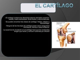 • El cartílago contiene los elementos básicos del tejido conectivo:
células, matriz extracelular, fluído tisular y macromoléculas.
• Se pueden encontrar tres clases de cartílago: Hialino, elástico y
fibrocartílago.
• Ninguno de los tres tipos de cartílago posee vasos sanguíneos
intrínsecos, nervios o vasos linfáticos.
• La ausencia de circulación en el cartílago hace que los condrocitos
tengan que recibir y remover nutrientes por difusión
 