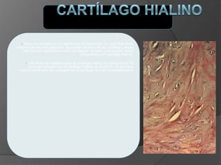 • Toma su nombre por su apariencia transparente. La superficie de la
mayoría de las articulaciones, la porción anterior de las costillas y áreas
del sistema respiratorio como la tráquea, la nariz y bronquios, están
compuestas por cartílago hialino.
• Las fibras de colágeno dan al cartílago hialino su fuerza tensil. El
principal colágeno en el cartílago hialino es el tipo II y la principal
estructura al lado del colágeno en el cartílago son los preoteoglicanos
 