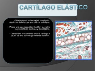 • Se encuentra en las orejas, la epiglotis,
porciones de la laringe y el tubo de eustaquio.
• Posee una gran capacidad flexible y su matriz
contiene fibras elásticas y de colágeno.
• La matriz es más amarilla en este cartílago a
causa del alto porcentaje de fibras elásticas.
 