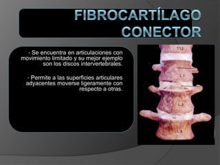 • Se encuentra en articulaciones con
movimiento limitado y su mejor ejemplo
son los discos intervertebrales.
• Permite a las superficies articulares
adyacentes moverse ligeramente con
respecto a otras.
 