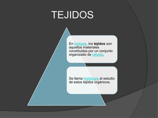 TEJIDOS
En biología, los tejidos son
aquellos materiales
constituidos por un conjunto
organizado de células,
Se llama histología al estudio
de estos tejidos orgánicos.
 