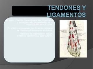 El tejido conectivo denso puede ser organizado
o desorganizado, dependiendo de la
organización de sus fibras.
En el tejido organizado, las fibras de colágeno
se orientan paralelamente en haces.
Este tipo de organización incluye
tendones, ligamentos y aponeurosis.
 