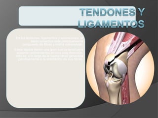 En los tendones, ligamentos y aponeurosis, el
tejido conectivo está principalmente
compuesto de fibras y matriz extracelular.
Estos tejidos tienen una gran fuerza tensil pero
soportan estiramientos en una sola dirección,
esto es, a lo largo de la fuerza tensil generada
paralelamente a la orientación de sus fibras.
 