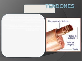Los tendones son bandas blancas de tejido colágeno
flexible que conectan los músculos a los huesos. Los
bloques constitutivos básicos del tendón son
moléculas de tropocolágeno.
Las moléculas de tropocolágeno generalmente están
alineadas en series paralelas para formar una
microfibrilla que seguidamente se empaquetan en
haces para formar fibras.
 
