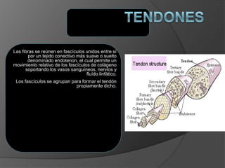 Las fibras se reúnen en fascículos unidos entre sí
por un tejido conectivo más suave o suelto
denominado endotenon, el cual permite un
movimiento relativo de los fascículos de colágeno
soportando los vasos sanguíneos, nervios y
fluído linfático.
Los fascículos se agrupan para formar el tendón
propiamente dicho.
 