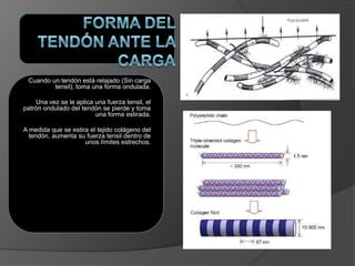 Cuando un tendón está relajado (Sin carga
tensil), toma una forma ondulada.
Una vez se le aplica una fuerza tensil, el
patrón ondulado del tendón se pierde y toma
una forma estirada.
A medida que se estira el tejido colágeno del
tendón, aumenta su fuerza tensil dentro de
unos límites estrechos.
 