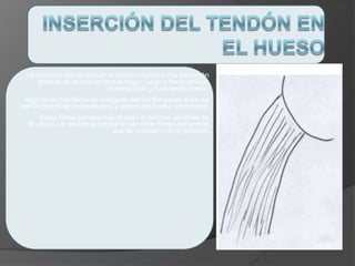 La inserción del tendón en el hueso involucra una transición
gradual de tendón a fibrocartílago, luego a fibrocartílago
mineralizado y finalmente hueso.
Algunas de las fibras de colágeno del tendón pasan a través
del fibrocartílago mineralizado y dentro del hueso subcondral.
Estas fibras penetrantes reciben el nombre de fibras de
Sharpey. Un anclaje adicional lo dan otras fibras del tendón
que se mezclan con el periostio
 