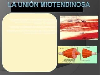 El final opuesto del tendón es una región especializada de pliegues de
membranas longitudinales que incrementan la superficie del área y
reducen el estrés durante la transmisión de la fuerza contráctil
denominada unión miotendinosa.
La fuerza de la unión miotendinosa depende de las propiedades de las
estructuras y de la orientación de las fuerzas que cruzan esta unión.
Las fuerzas que cruzan la unión en tijera con la fuerza siendo paralela a la
superficie de la membrana son más fuertes que las uniones con un gran
componente tensil perpendicular a la membrana
 