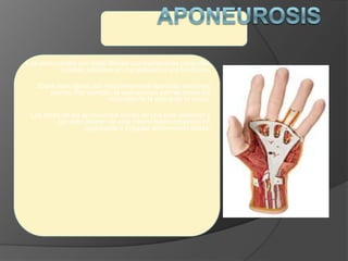 Las aponeurosis son tejido fibroso con membranas parecidas
a cintas, similares en composición a los tendones.
Estas estructuras son frecuentemente llamadas tendones
planos. Por ejemplo, la aponeurosis palmar rodea los
músculos de la palma de la mano.
Las fibras de las aponeurosis corren en una sola dirección y
por esto difieren de este mismo tejido conectivo no
organizado o irregular denominado fascia.
 