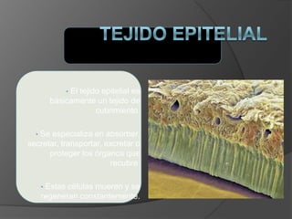 • El tejido epitelial es
básicamente un tejido de
cubrimiento.
• Se especializa en absorber,
secretar, transportar, excretar o
proteger los órganos que
recubre.
• Estas células mueren y se
regeneran constantemente.
 