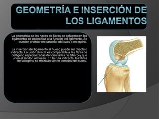 La geometría de los haces de fibras de colágeno en los
ligamentos es específica a la función del ligamento. Se
pueden orientar en paralelo, oblícuas o en espiral.
La inserción del ligamento al hueso puede ser directa o
indirecta. La unión directa es comparable a las fibras de
colágeno especializadas denominadas de Sharpey que
unen el tendón al hueso. En la ruta indirecta, las fibras
de colágeno se mezclan con el periostio del hueso.
 
