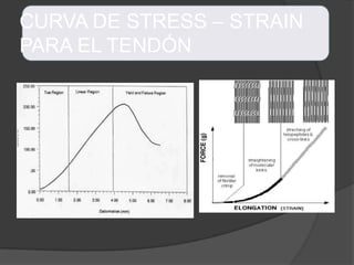 CURVA DE STRESS – STRAIN
PARA EL TENDÓN
 