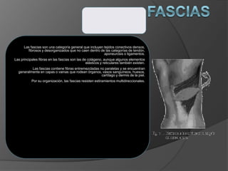 Las fascias son una categoría general que incluyen tejidos conectivos densos,
fibrosos y desorganizados que no caen dentro de las categorías de tendón,
aponeurosis o ligamentos.
Las principales fibras en las fascias son las de colágeno, aunque algunos elementos
elásticos y reticulares también existen.
Las fascias contiene fibras entremezcladas no paralelas y se encuentran
generalmente en capas o vainas que rodean órganos, vasos sanguíneos, huesos,
cartílago y dermis de la piel.
Por su organización, las fascias resisten estiramientos multidireccionales.
 