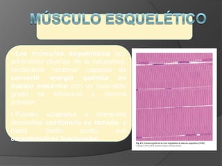• Los músculos esqueléticos son
admirables diseños de la naturaleza,
verdaderos “motores” capaces de
convertir energía química en
trabajo mecánico con un razonable
grado de eficiencia y mínima
polución.
• Pueden adaptarse a diferentes
demandas cambiando su tamaño, y
hasta cierto punto sus
características funcionales.
 